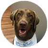 Dottie, the dog